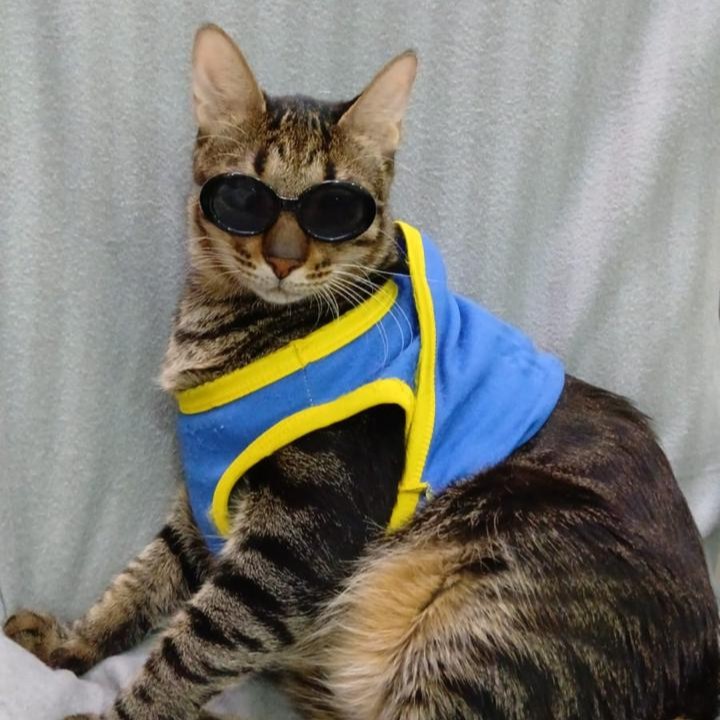 Milo looking cool after FHO surgery