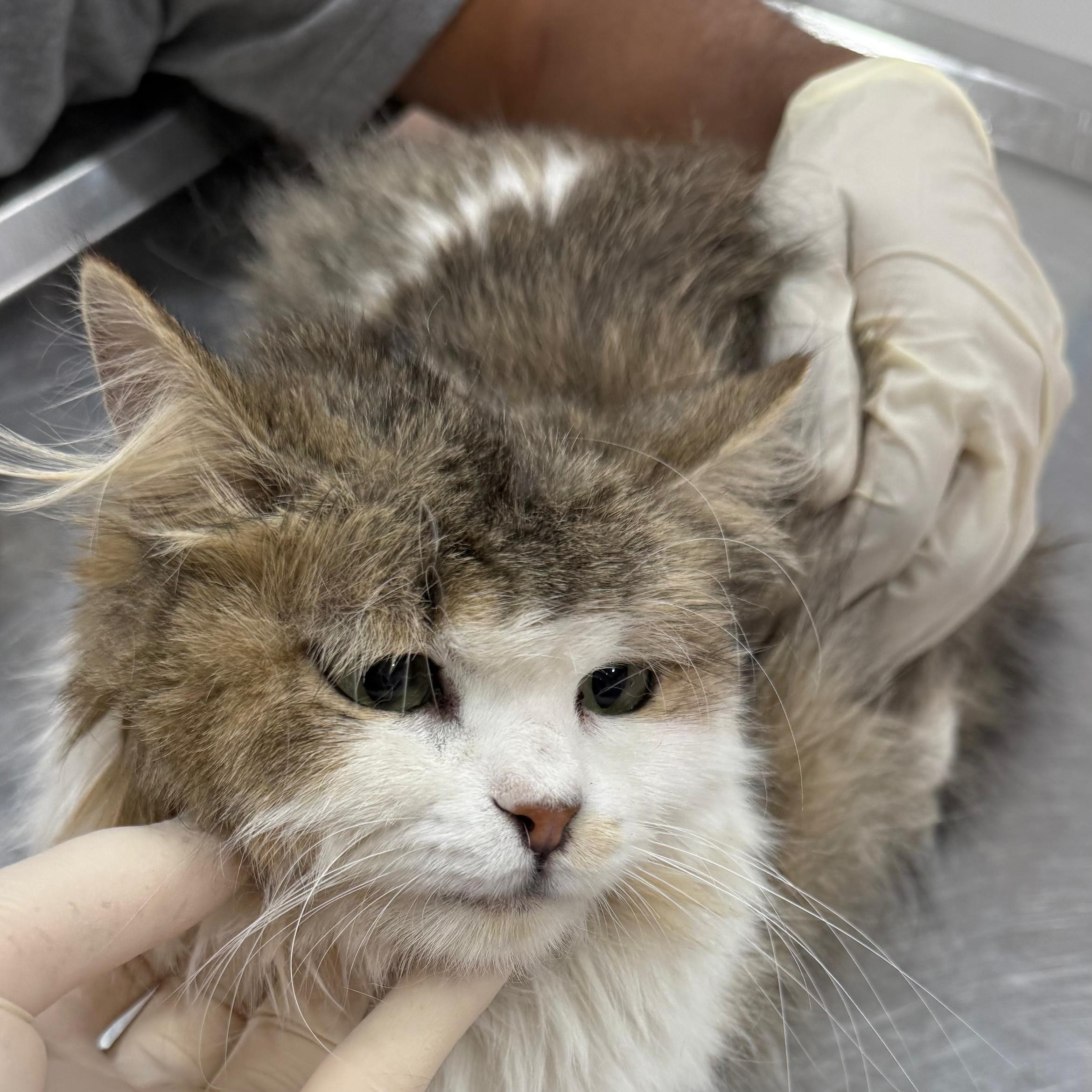 Cat recovering from intestinal blockage