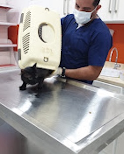 Dr. Taher Othman checking a cat in Jeddah